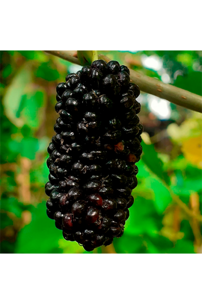 Шеллі — шовковиця з чорними великими ягодами.